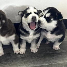 Pomskies from Plush Pomskys