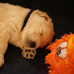 "Goldendoodle born 2/6/2020" Goldendoodle, Golden Retriever, and Sheepadoodle Puppies from Guppy Puppies