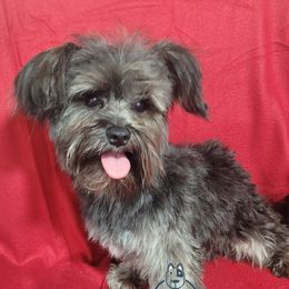 Teebo - Yorkshire Terrier