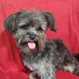 Teebo - Yorkshire Terrier