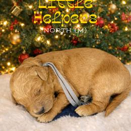 North - Apricot male Goldendoodle puppy in Houston, Texas from Golden Life Doodles
