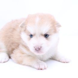 Reed - Lavender male Pomsky puppy in Christiana, Tennessee from Smoky Mountain Pomskies