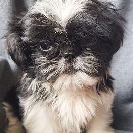Pheobe - Black and white female Shih Tzu puppy in Tampa, Florida from Fancy Shih Tzus