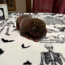 Teddy Bear Chai - Chocolate dilute male Chinese Shar-Pei puppy in Auburn, Kansas from Justin's Chinese Shar-Pei