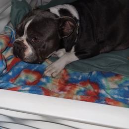 Buffy - Boston Terrier