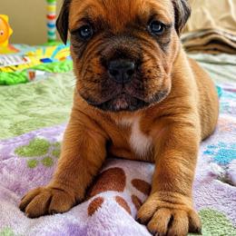 Neon Green collar - black mask - Fawn female Dogue de Bordeaux puppy in Folsom, California from Santacera Dogue de Bordeaux