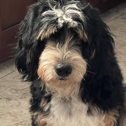 Evie - Bernedoodle