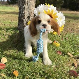 Boy 2 - Blenheim male Cavalier King Charles Spaniel puppy in Raymondville, Missouri from Puppy PlayPen