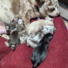 Chihuahua puppies from Coffey Chihuahua Café