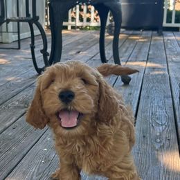 Casper - Apricot male Goldendoodle puppy in Mint Hill, North Carolina from DoodleForever