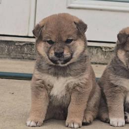 Daisho - Red male Shiba Inu puppy in Marianna, Florida from Diwasou