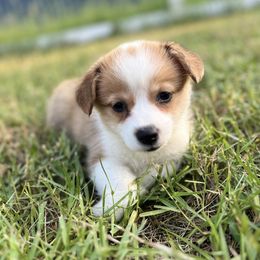 Pembroke Welsh Corgi Puppies from Pembroke Welsh Corgis at Belle Haven