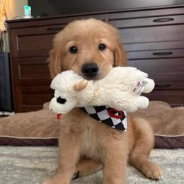 Oakley (Orange) - Golden male Golden Retriever puppy in Sedalia, Missouri from Bee’s Retrievers