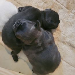 French Bulldog puppies from Ricki's French Bulldogs