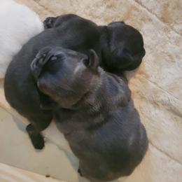 French Bulldog puppies from Ricki's French Bulldogs