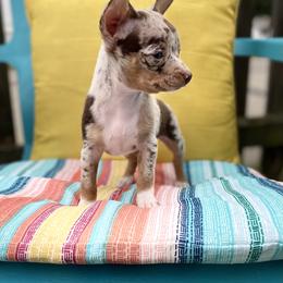 Chihuahua Puppies from Carey's Chihuahuas