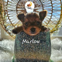 Marlow - Sable male Yorkshire Terrier puppy in Moses Lake, Washington from Harmony Hills Yorkies