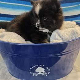 Pomeranian and Pomsky Puppies from Amazing High Desert Pomskys