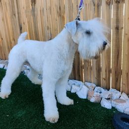 Rita - Soft Coated Wheaten Terrier