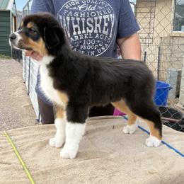 Australian Shepherd Puppies from Shawnkara Australian Shepherds & Miniature American Shepherds