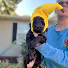 Gravy - Chocolate male Goldendoodle puppy in Mocksville, North Carolina from Little Bear Doodles