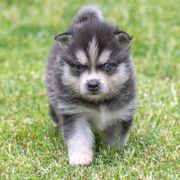 Ginger - Black and white Alaskan Klee Kai puppy in Pasadena, California from Nornir Kennels