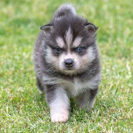 Ginger - Black and white Alaskan Klee Kai puppy in Pasadena, California from Nornir Kennels