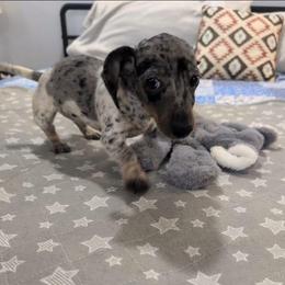 Hawkeye - Dapple male Dachshund puppy in Jerusalem, Ohio from Twin Hickory Ranch
