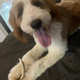 Bernedoodle puppies from Capens' Doodles,Poodles and Poo's