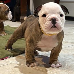 Duckie - Red brindle and white male Bulldog puppy in Harrisburg, Pennsylvania from KnockDown Bulldogs