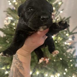 Pick 7 - female Golden Mountain Dog puppy in Montrose, Michigan from Spraggins Sweet Acres