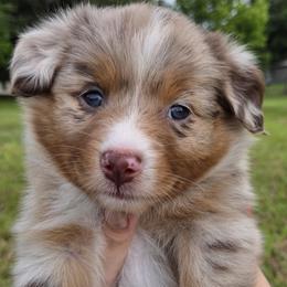 Emilia - Red merle female Australian Shepherd puppy in Davenport, Florida from Polkaussies