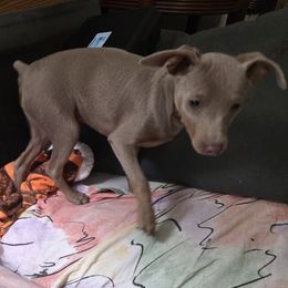 BLFM1-Orange - Fawn (isabella) and tan male Miniature Pinscher puppy in Middle Point, Ohio from Knisely's Min Pins-AKC