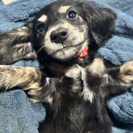 Cumin - Black and tan male Dachshund puppy in Deeth, Nevada from Hobby Horse Homestead Mini Doxies