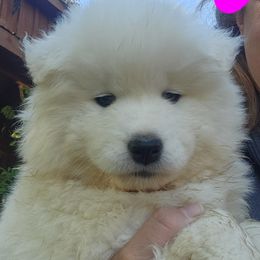 Dark Pink - White female Samoyed puppy in Salem, Utah from Happy Valley Sammies