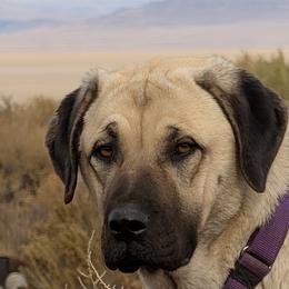 Astra - Anatolian Shepherd Dog