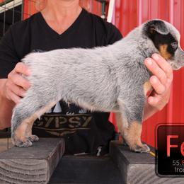 Iron - Blue male Australian Cattle Dog puppy in Deer Lodge, Tennessee from Littletrouble Cattle Dogs