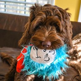 Australian Labradoodle Puppies from Foothills Doodles