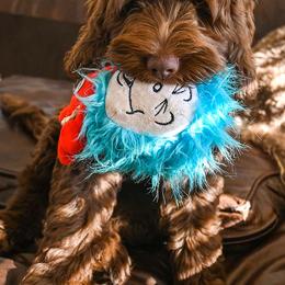 Australian Labradoodle Puppies from Foothills Doodles