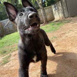 Storm - Black brindle male Dutch Shepherd puppy in Atlanta, Georgia from Elyon Kennels