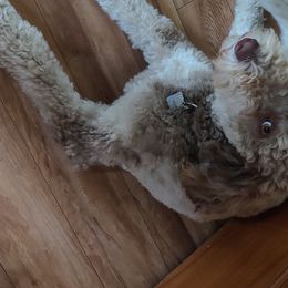 Ember - Aussiedoodle