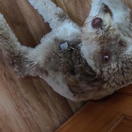 Ember - Aussiedoodle
