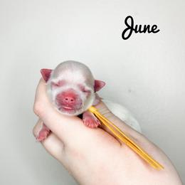 June - Yellow Girl - White female Maltese puppy in Morehead, Kentucky from Paw Perfect Pets