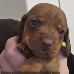 Boy 2-Lime Green Collar - Red male Dachshund puppy in La Pine, Oregon from Lil Deschutes