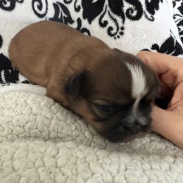 Boy 2 - Red and white Shih Tzu puppy in Springfield, Oregon from Oregon Shih Tzu