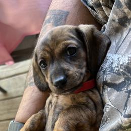 Dachshund Puppies from Witchy Woman’s Wiener’s