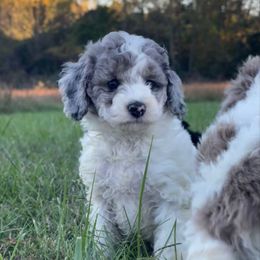 Raymond - Merle male Assorted Doodle Crosses puppy in Stuart, Virginia from Lil Aussie Posse