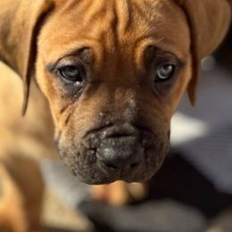 Boerboel Puppies from Erickson Ranch Boerboels