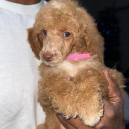 Holly - Apricot female Poodle puppy in Corona, California from Garden Of Poodles