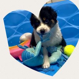White - Black tri-color Australian Shepherd puppy in Silver Springs, Florida from Denise Ocala Forest Florida Aussies